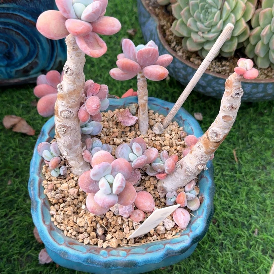 多肉植物多肉植物
