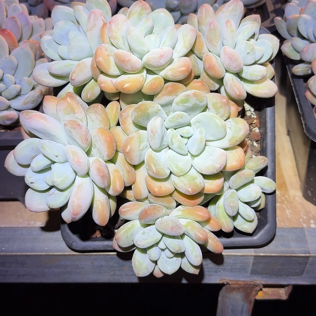 香水整无砍精控老桩
