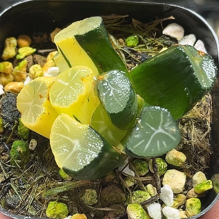 169玉龙万象锦（畸形叶，介意勿拍）
