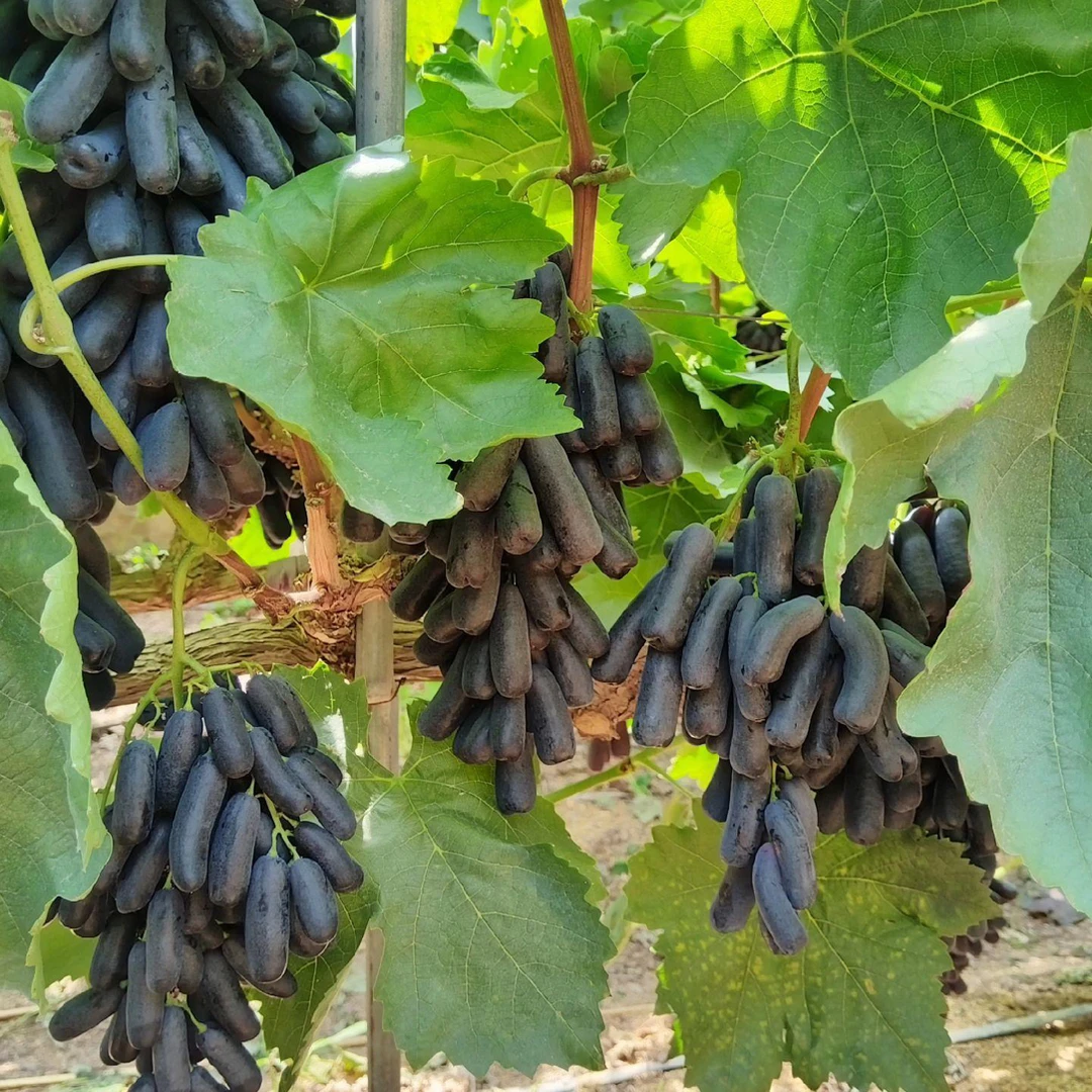 蓝宝石葡萄树原盆原土打木架发货