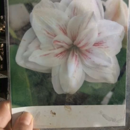 当前无花栽培后可以开花水彩6厘米裸根球