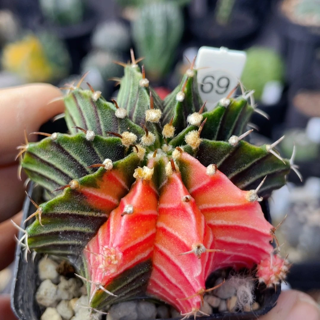 仙人球满28包邮盆5公分肋骨锦