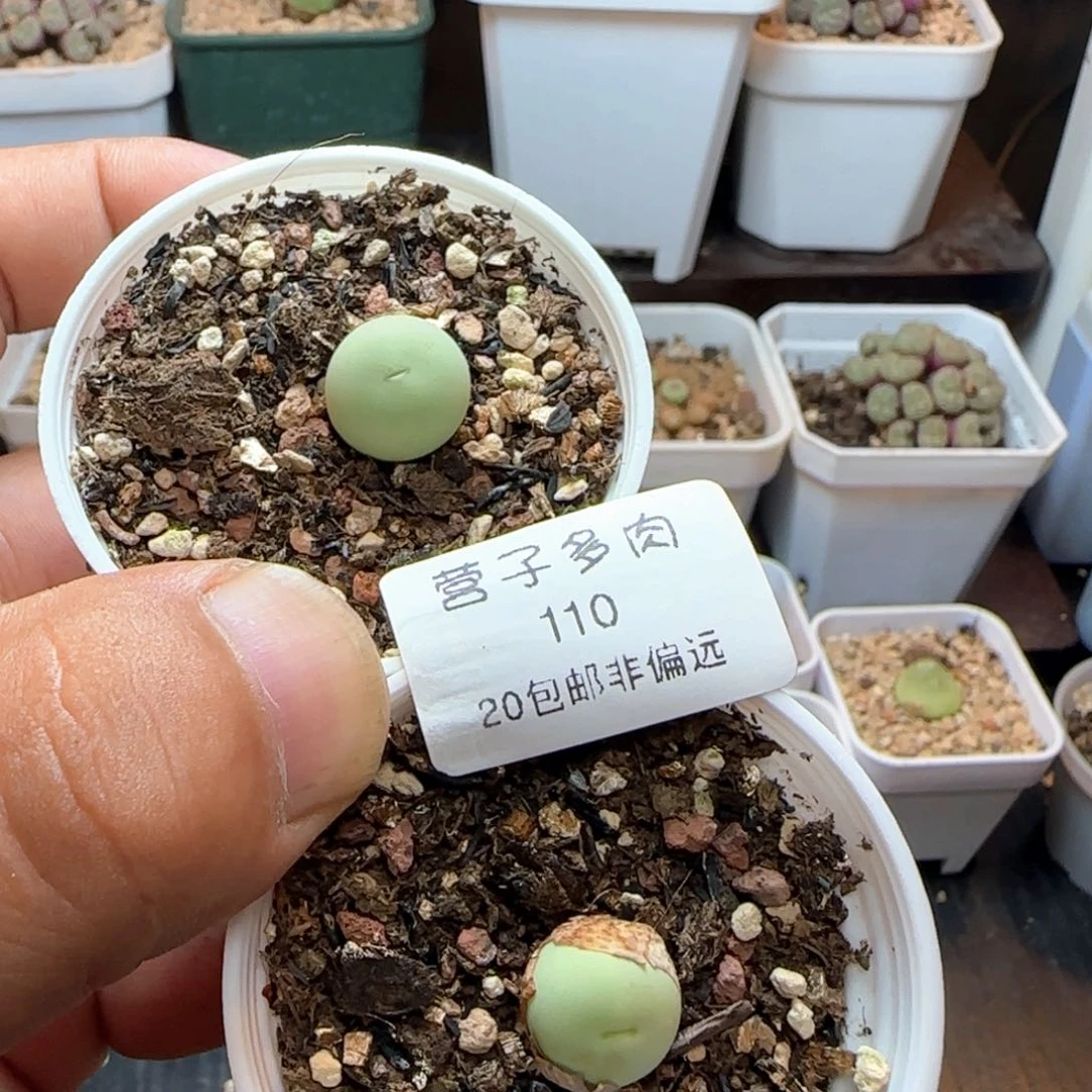鸽子蛋带盆土。