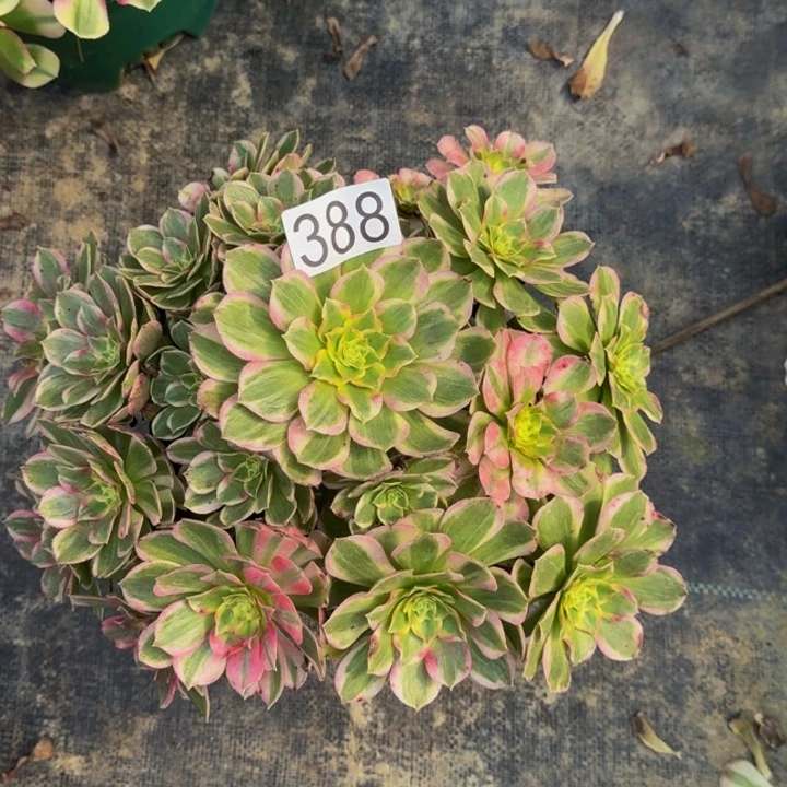 00000000388玉芙蓉