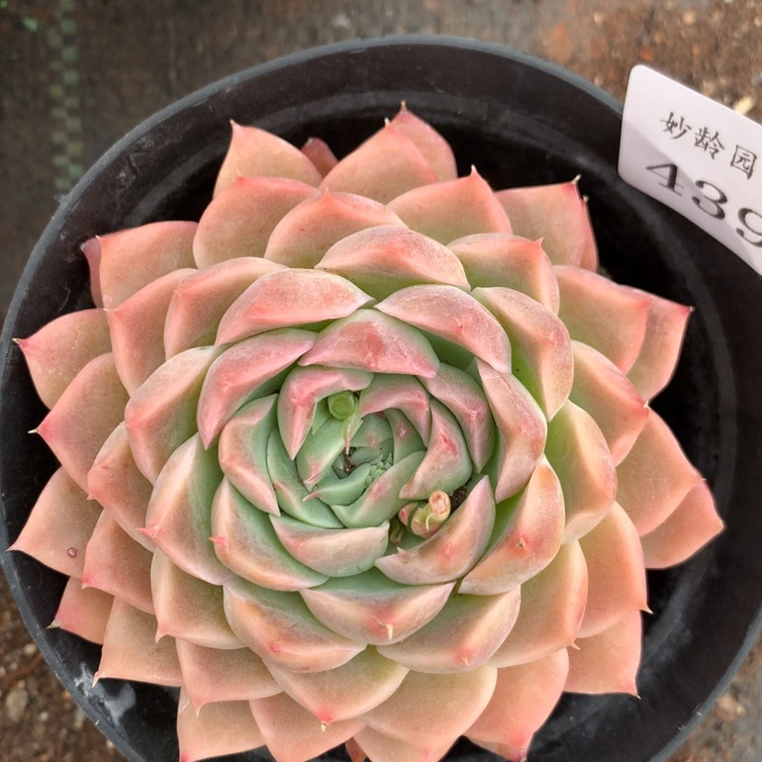 439杂交精品基地9厘米