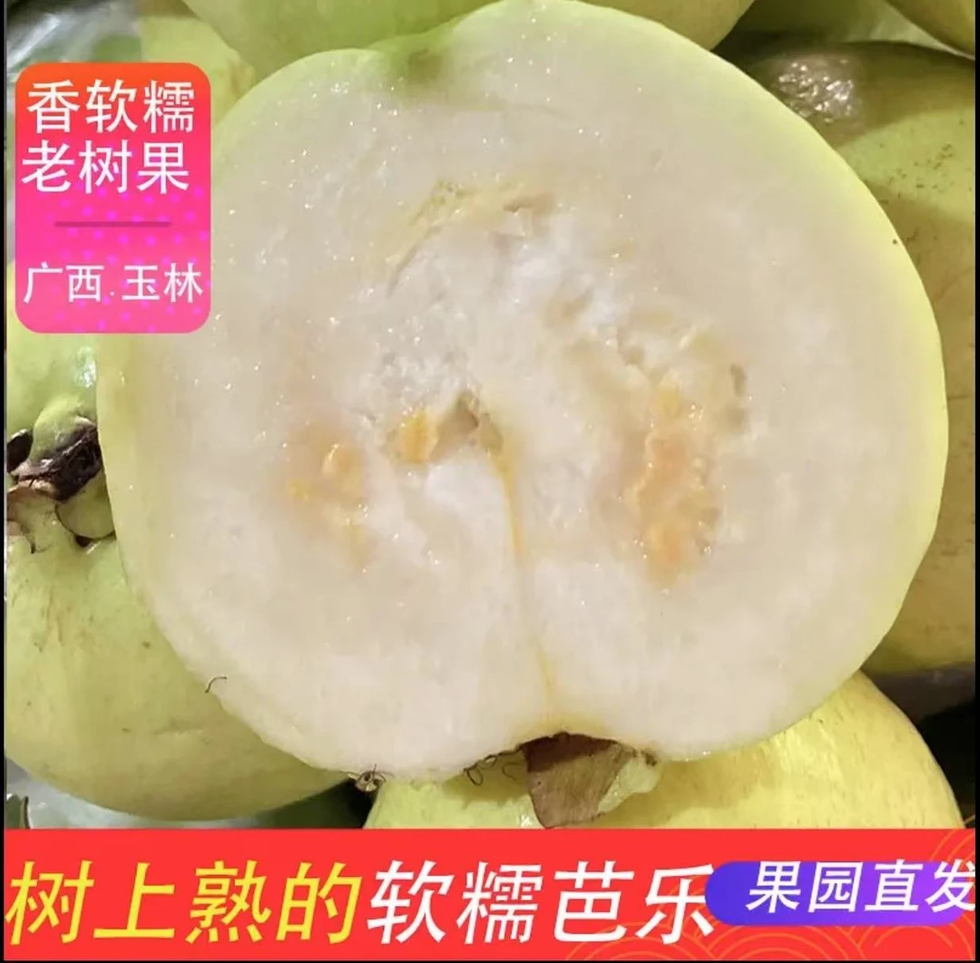 芭乐水果新鲜采摘当天发货低糖低卡低热量芭乐原产地广西玉林发货