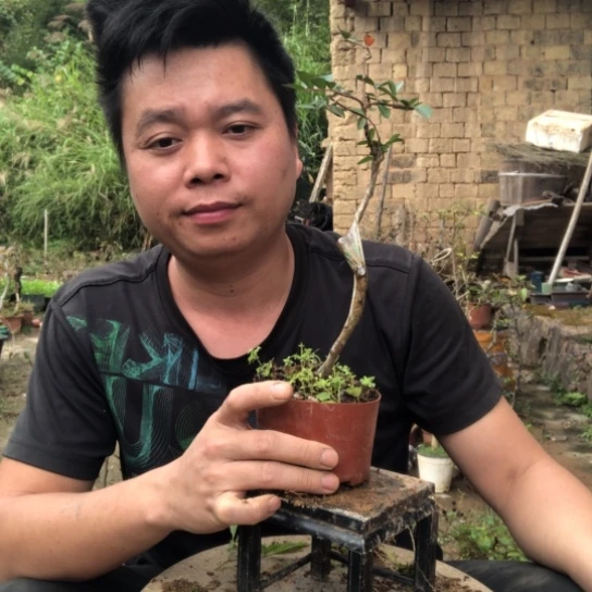 无花朵盆景盆栽植物（不包成活率）