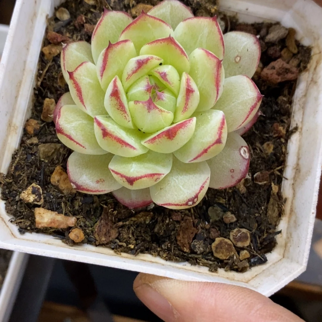 精品多肉一物一拍不包整47