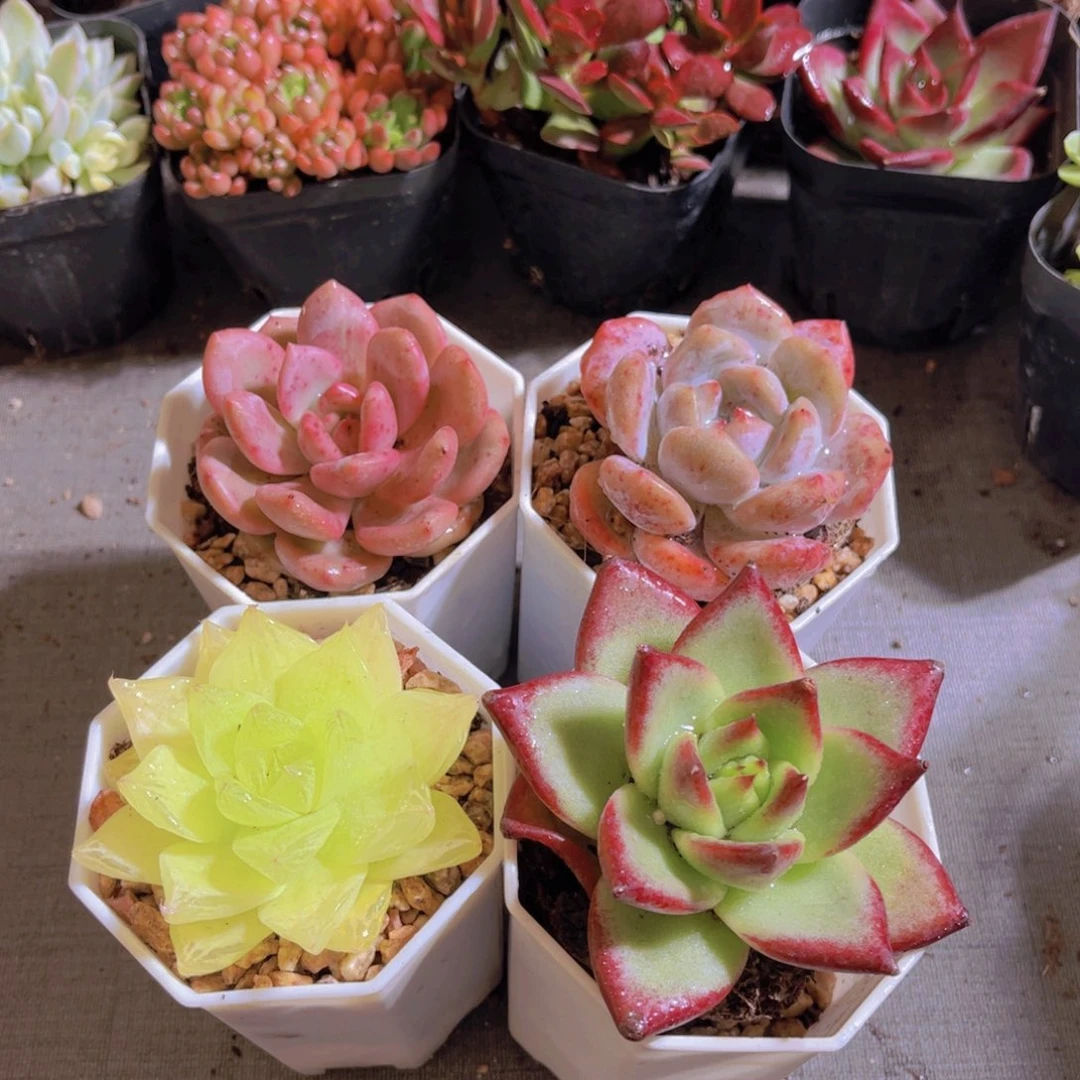 特价套餐多肉植物