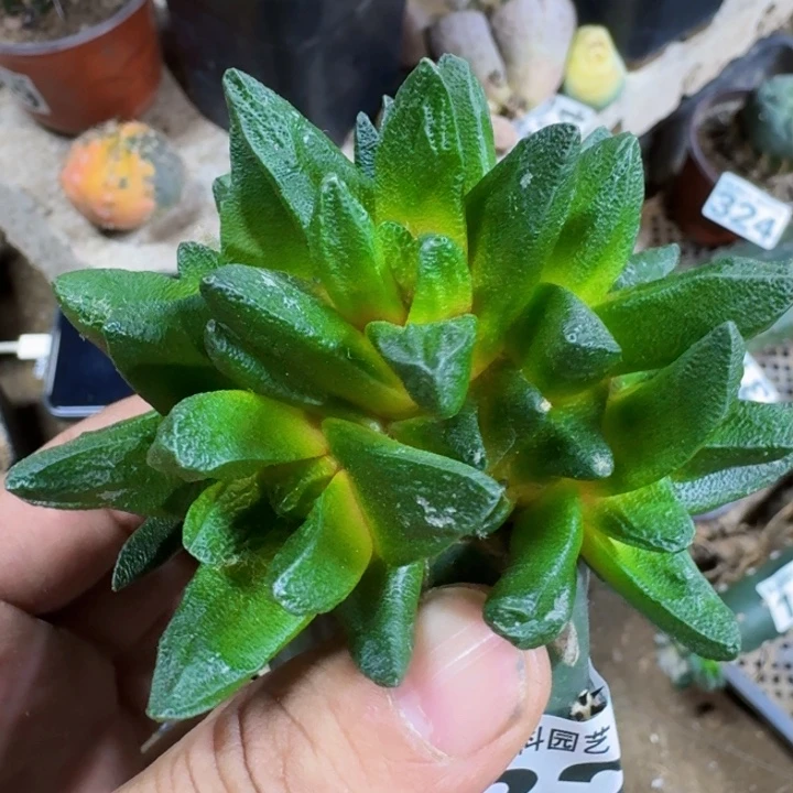 福利苗接成田大尤龙角327