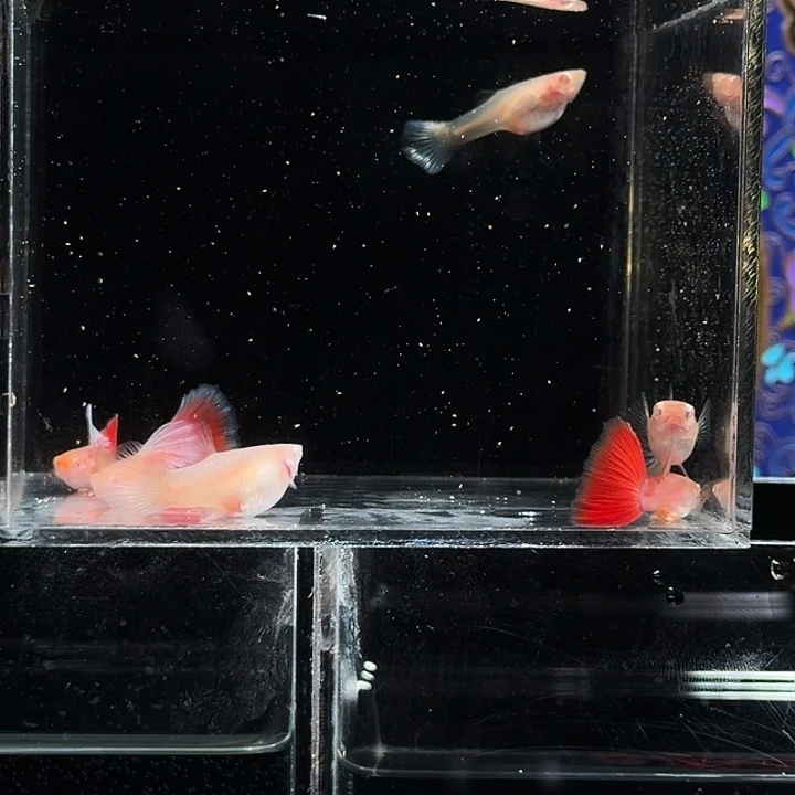 孔雀鱼火烧云三对亚成