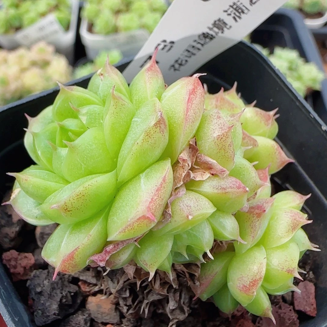 花语逸镜0613-73散