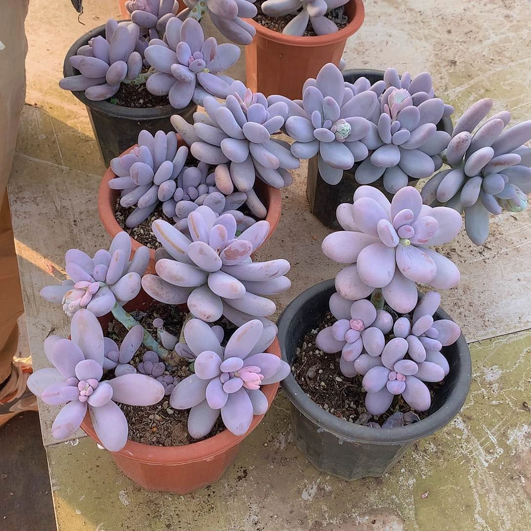 外播多肉 4头起鸡蛋美人9.9