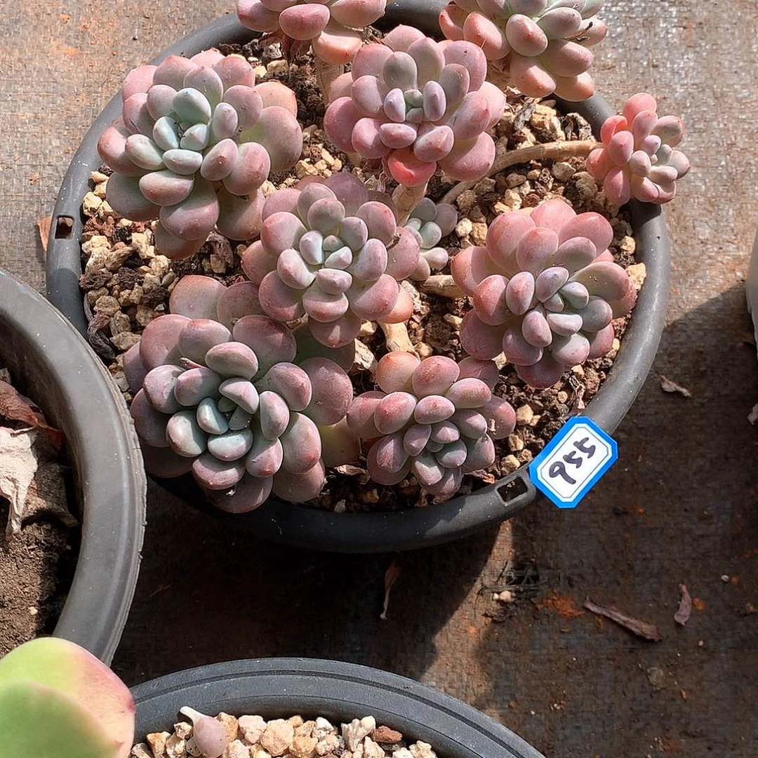 955白鹭 一物一拍多肉