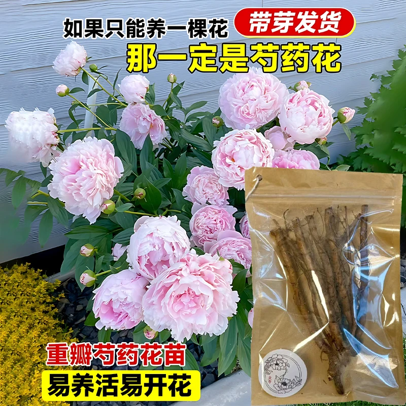 芍药花卉粉凌红花酢浆草裸根易养活适合新手阳台盆栽