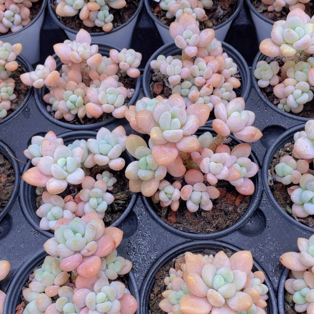 514号奶油果冻洛神老桩群两个