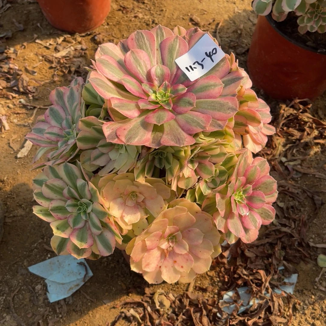 11.3-40雨荷手捧多肉