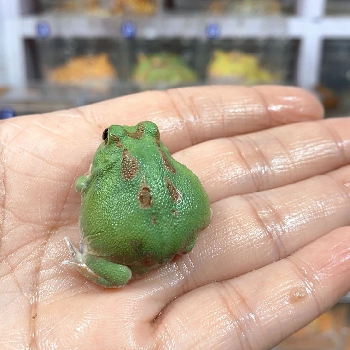 *****角蛙254号波子角蛙