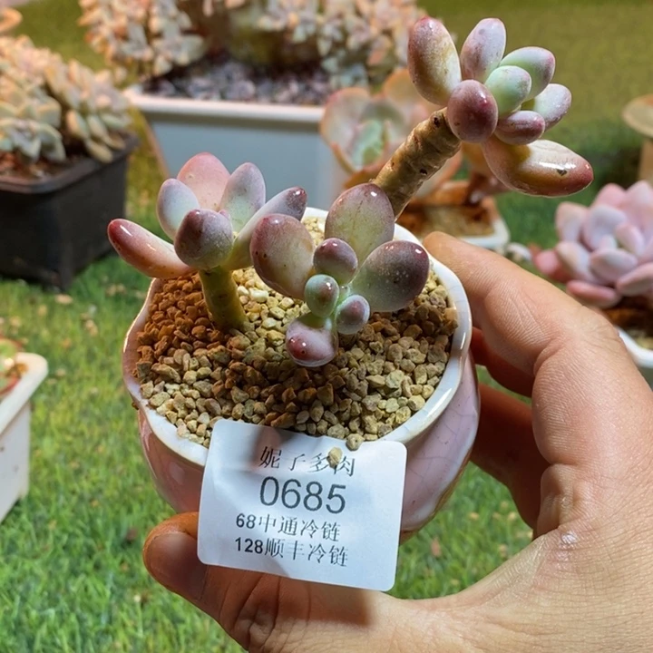 0685啊啊啊啊啊啊啊啊啊啊