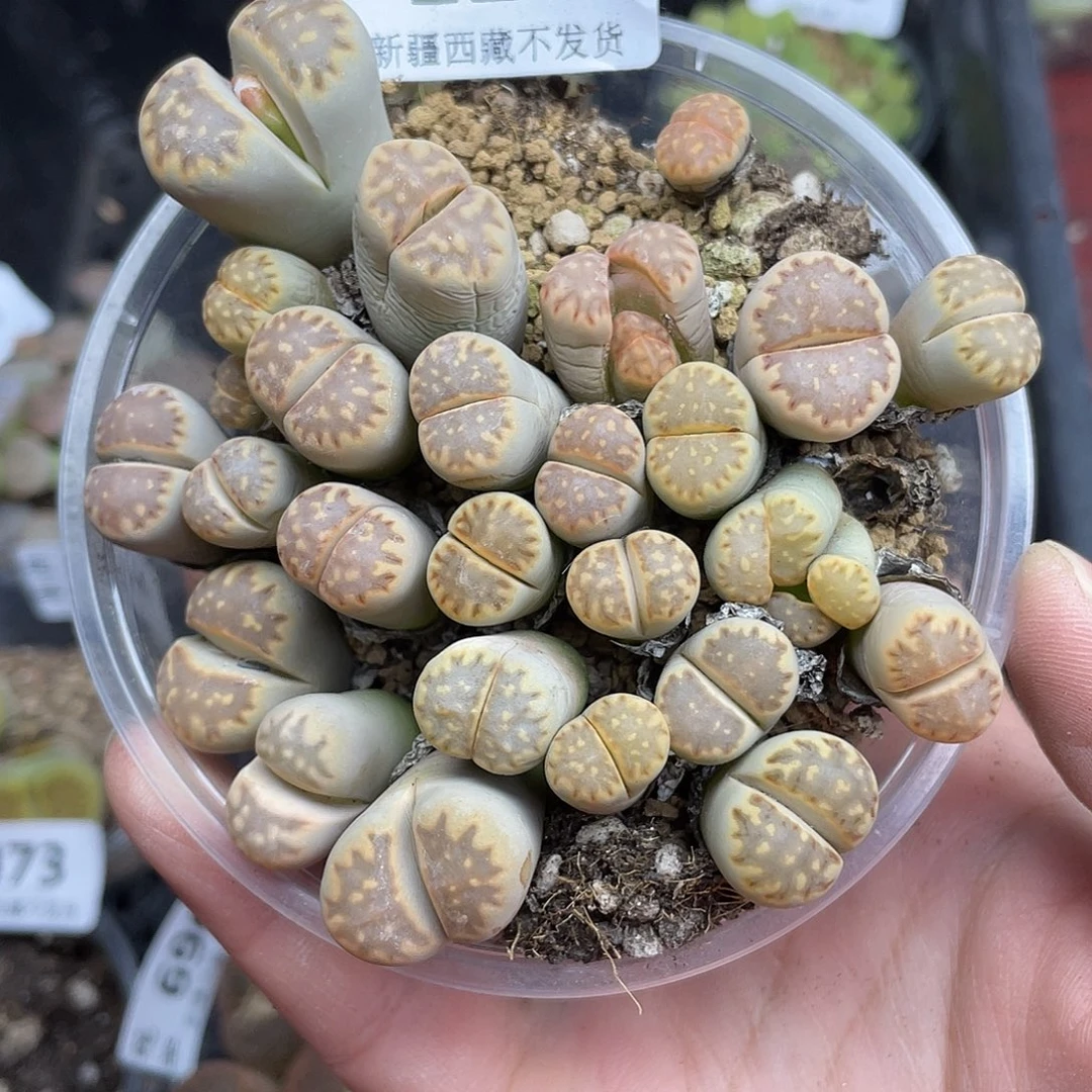 124000花花花钱啊花去啊花