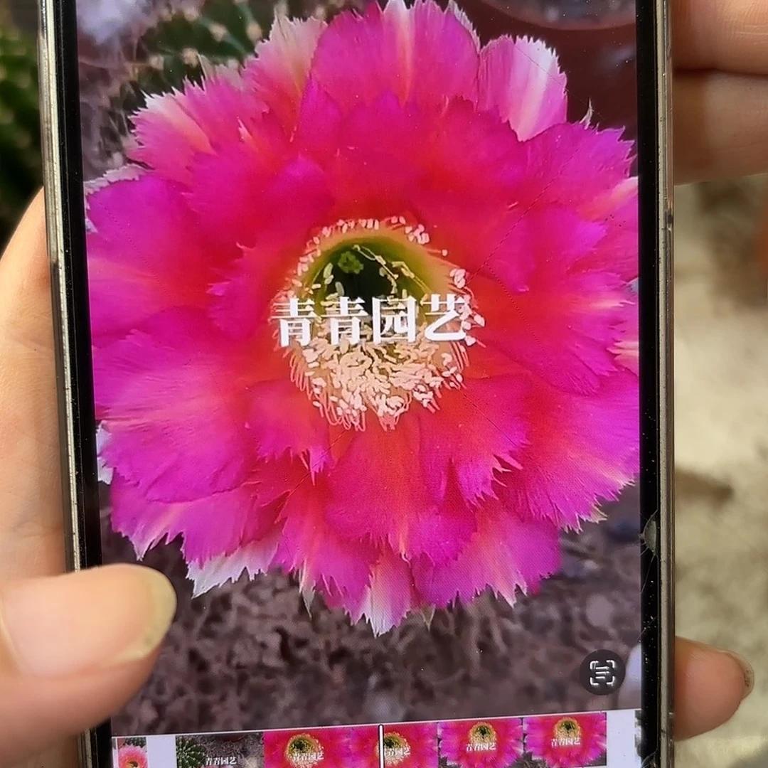 彩草1-2号6公分左右