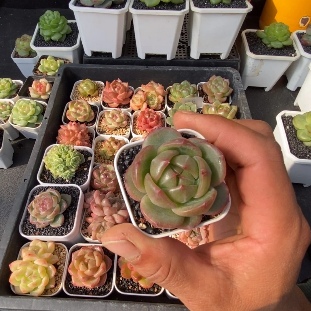 花***d天官赐福百无禁忌