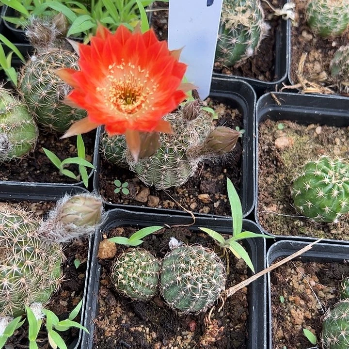 仙人球147号丽花