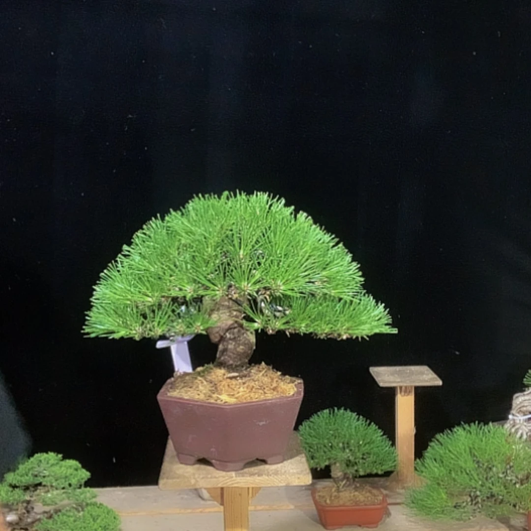 【闪购商品】无花朵随**欲