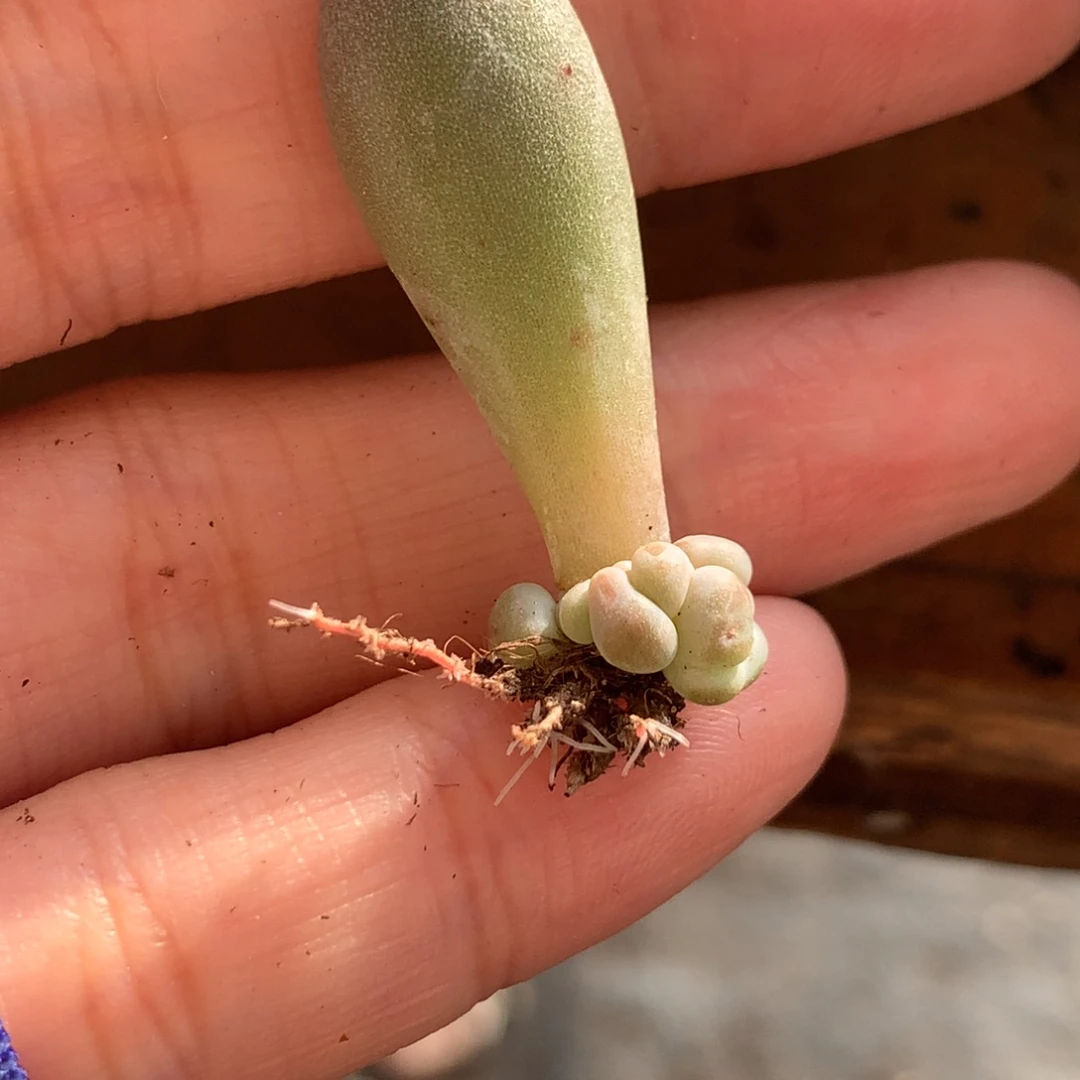 青团叶插苗 不满28发到付，发一片叶，~