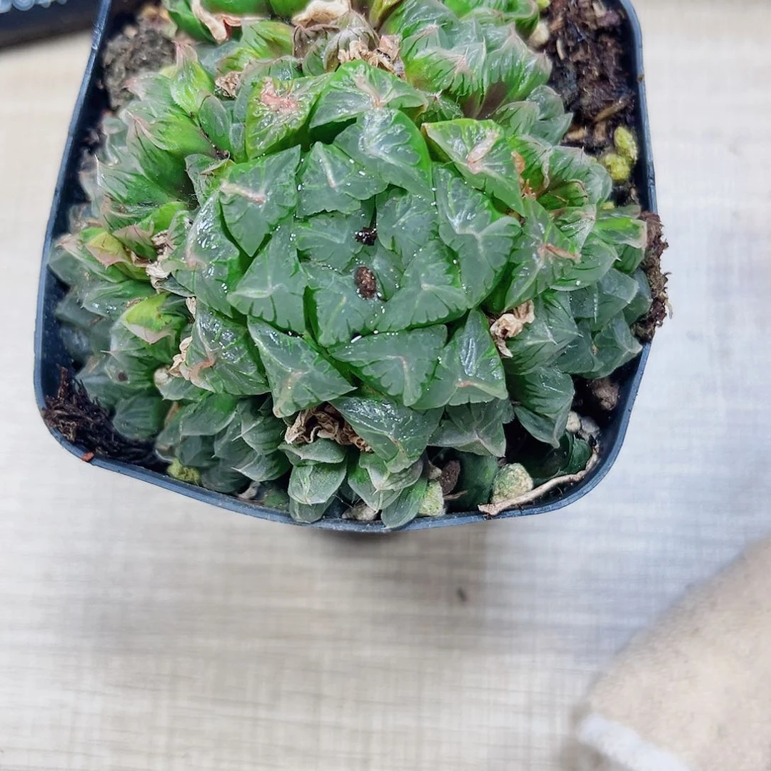 姜****就特价多肉植物6666