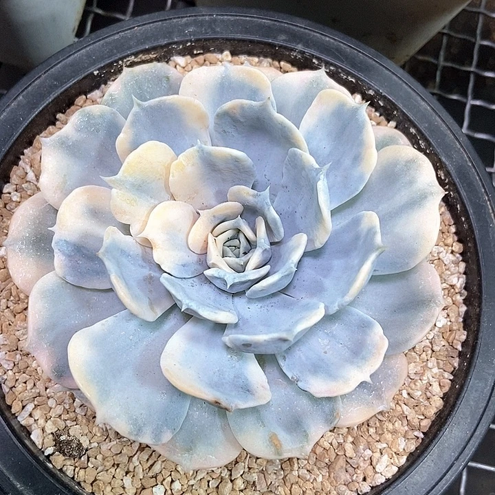 丽娜莲锦多肉植物