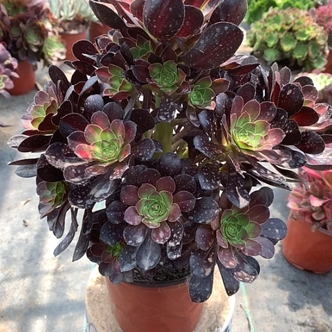 703晚霞多肉植物