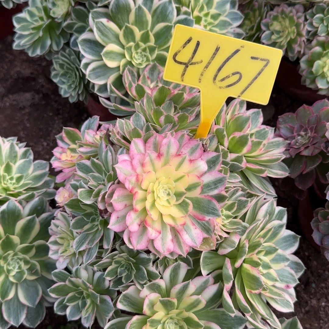 4167---海王多肉植物