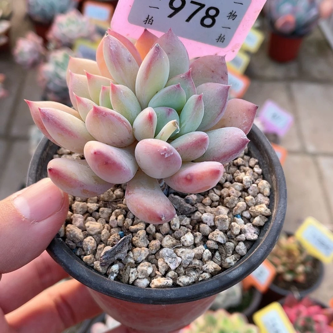 【闪购商品】978号