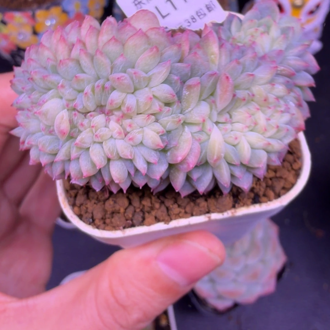 东篱下多肉植物哈哈哈110