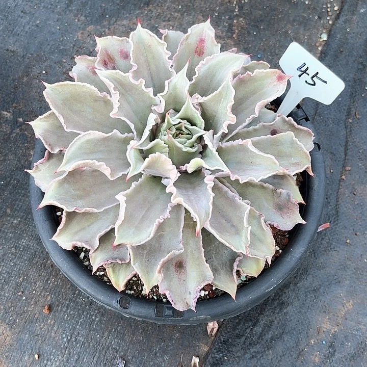 多肉植物，饺子皮45号