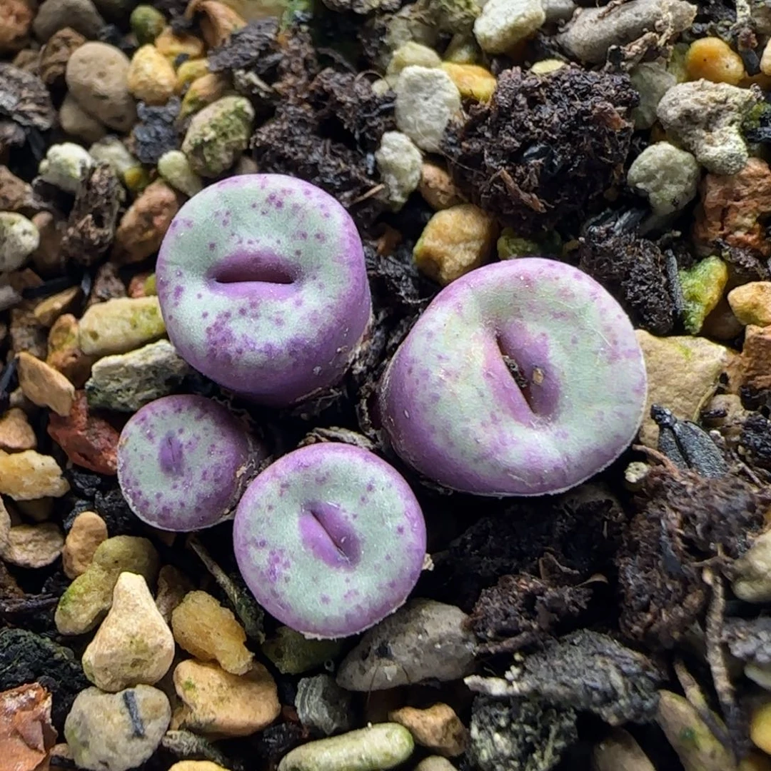 11-6-2-2当天满38包邮超厚嘟嘟嘴0.9脱土