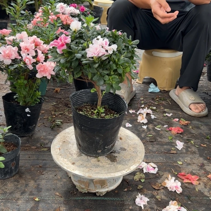 心***。完全开放白玉锦白花