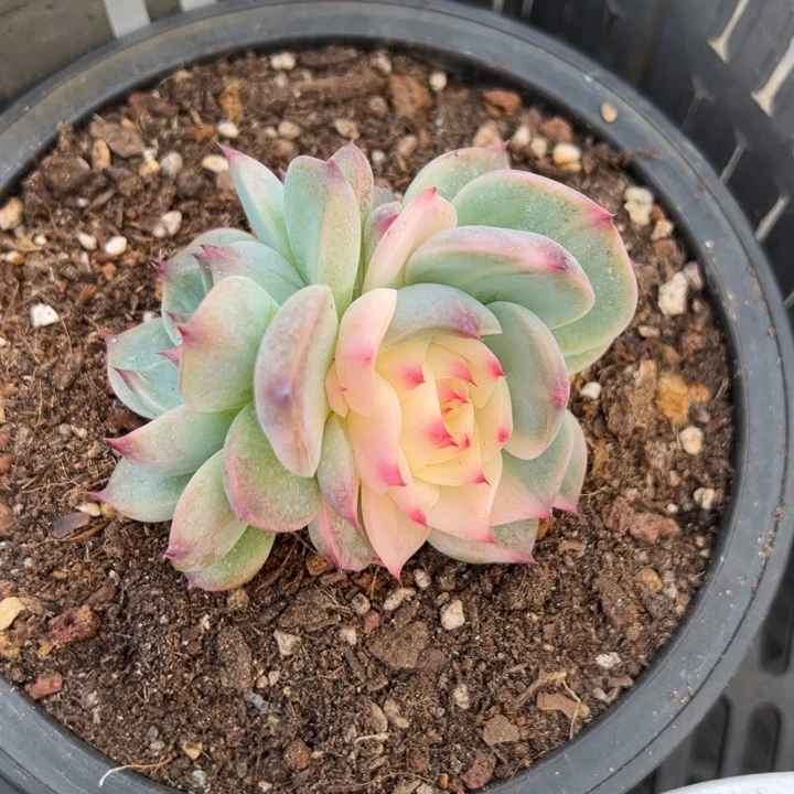 吉娃娃锦 夏鸣园艺