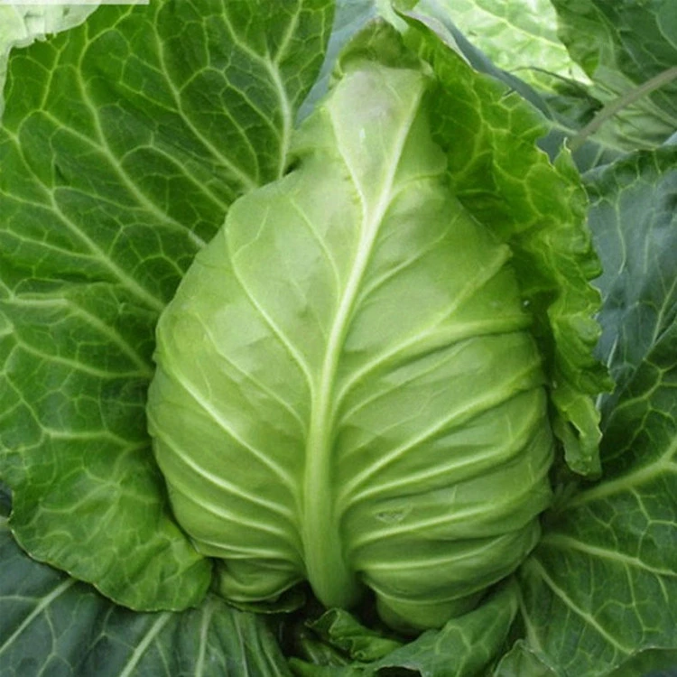 牛心甘蓝绿色蔬菜