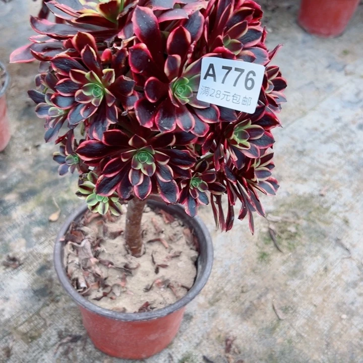 776欧嘉莉多肉植物