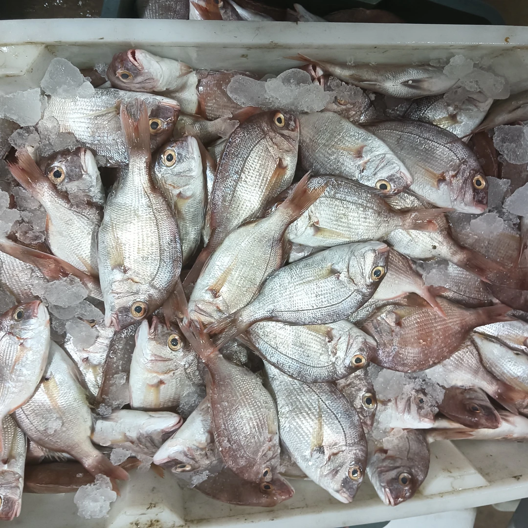 汕尾本港野生浅海红立鱼 赤棕鱼 盘仔鱼