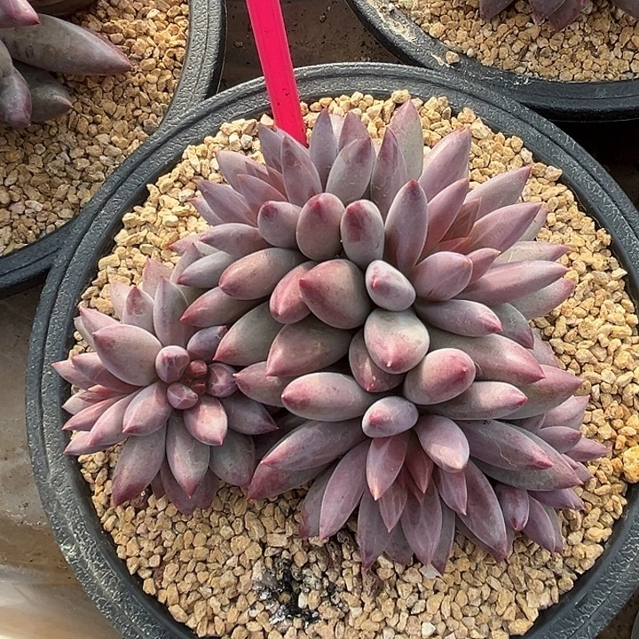 虞美人一物一拍308