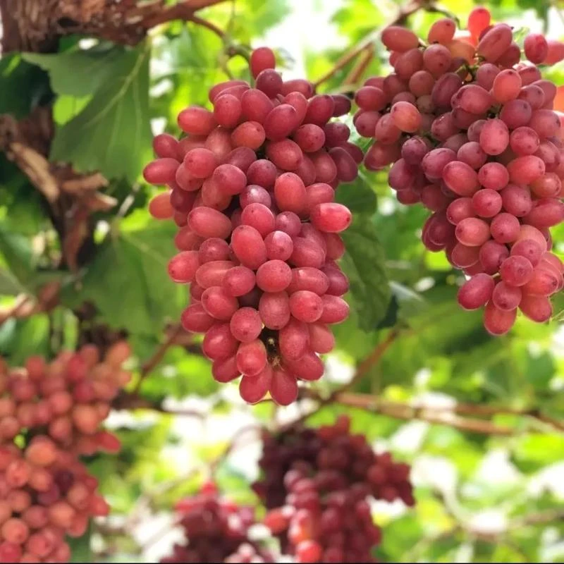 克伦生红无子新鲜水果