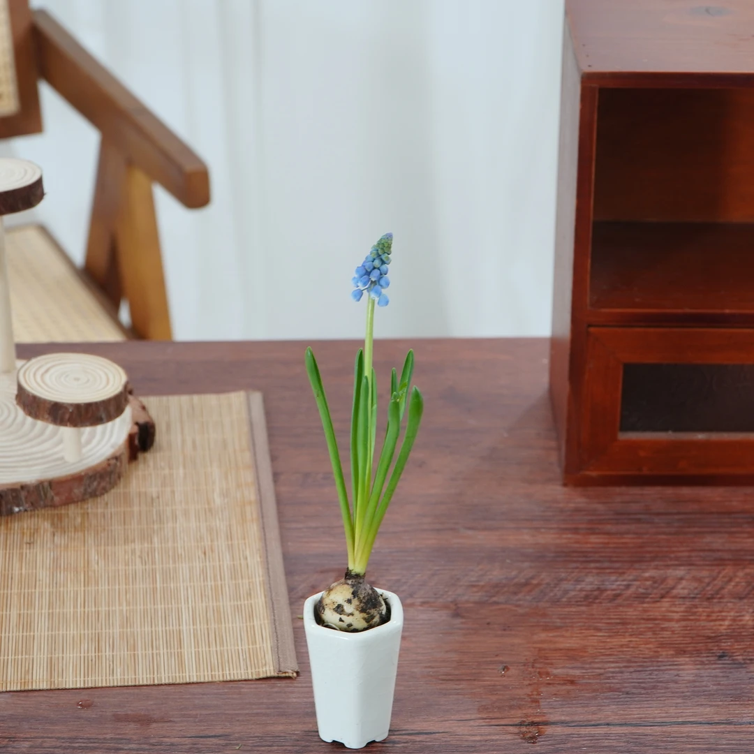葡萄风信子盆栽室内开花绿植桌面植物