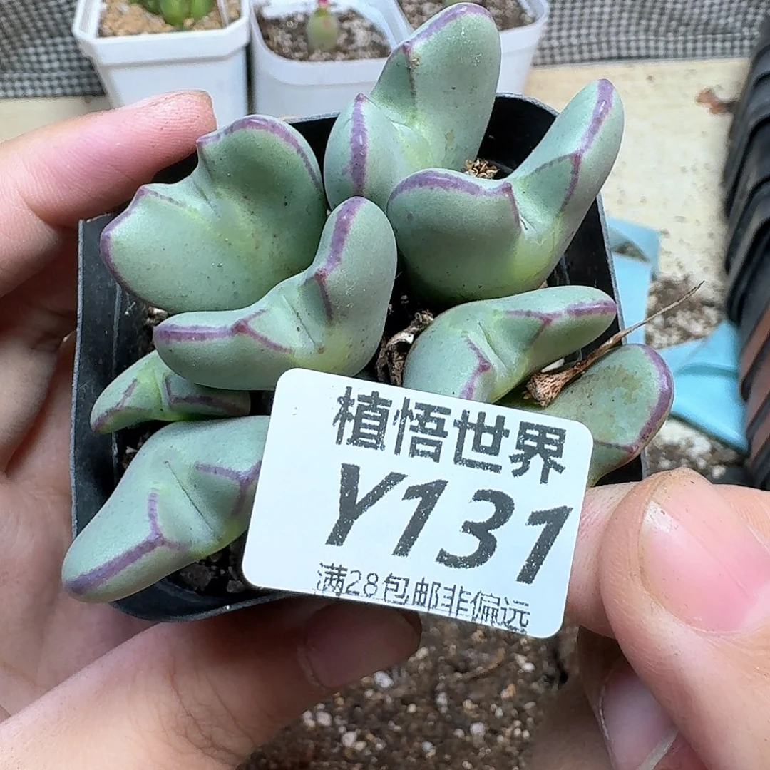 多肉植物的人生风格fg