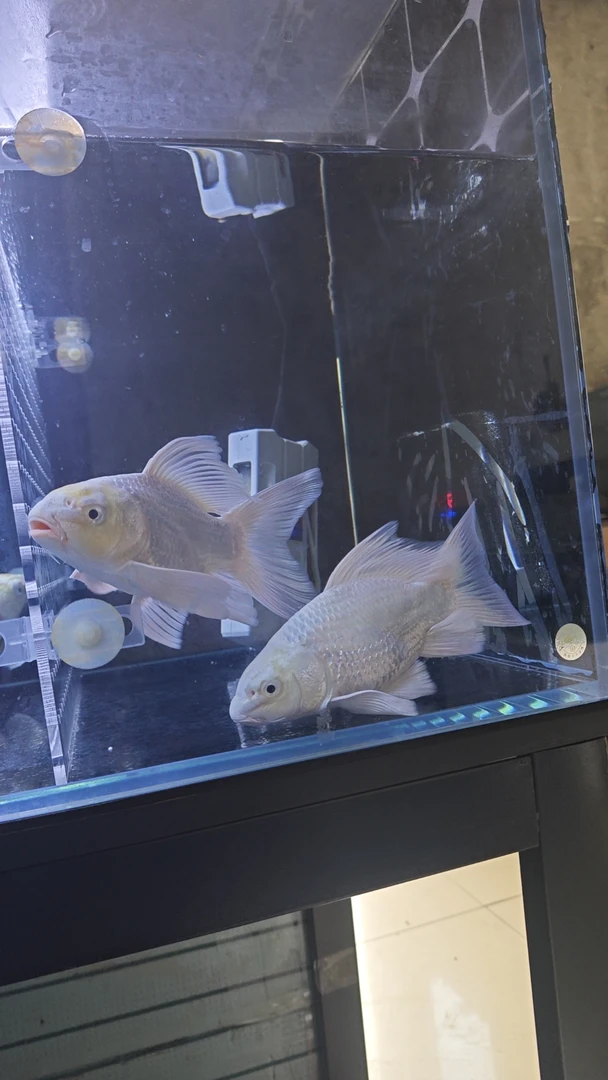 精品狮头长尾贵妃蝴蝶鲤2条(顺丰包邮)