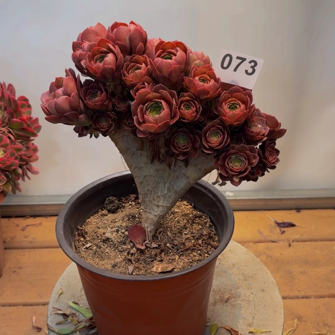 多肉法师万缀拔毛073