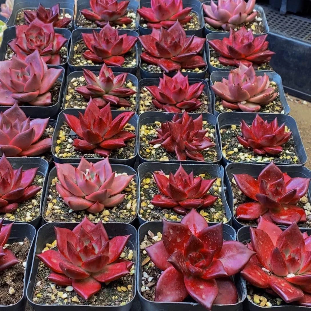 310多肉植物保护研究所所长的