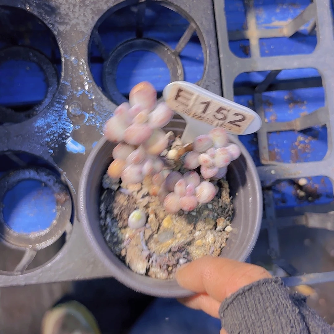 E152萤火虫一物一拍